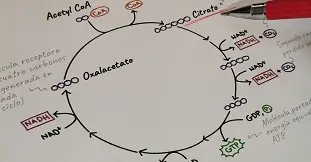 Curso de https://www.uclases.cl/Bioquímica